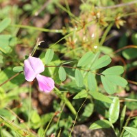 Tephrosia maxima (L.) Pers.